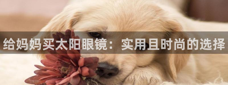 新宝5招商