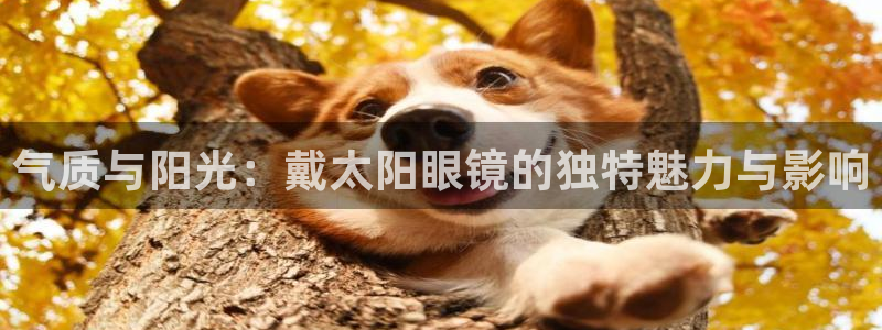 新宝5是什么